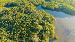 biodiversite protection ecosystemes — guide complet