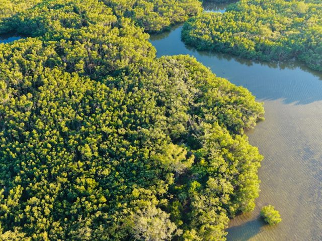 Biodiversité et Protection des Écosystèmes : Stratégies et Actions en 2026