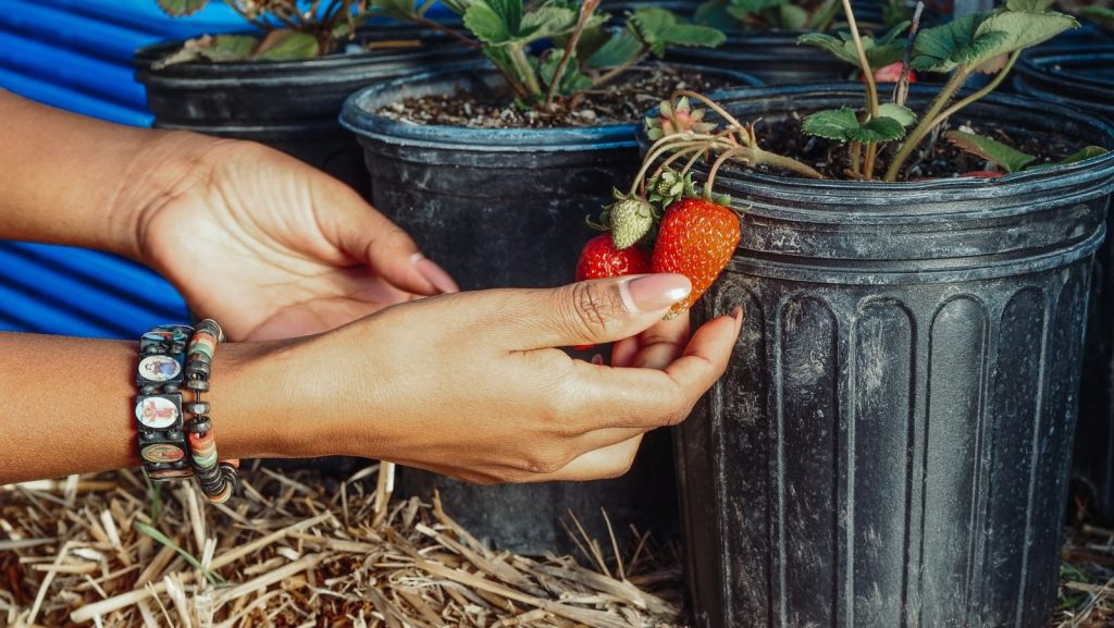 Un grand pot avec paillage retient mieux l'humidité pour les fraisiers.