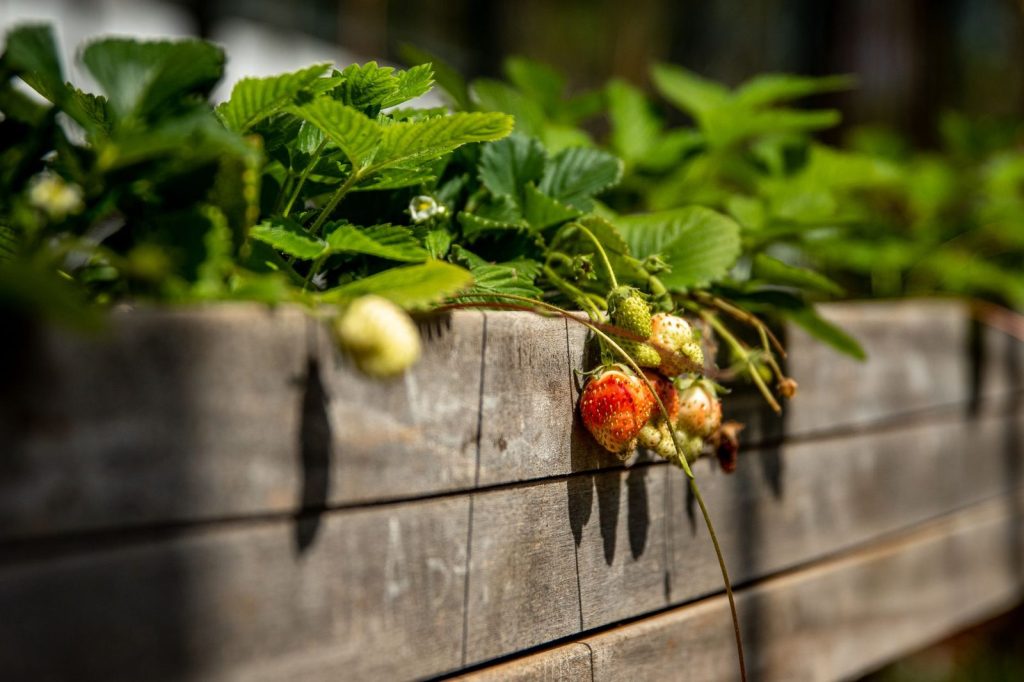 Des fraisiers cultivés en jardinière suspendue.