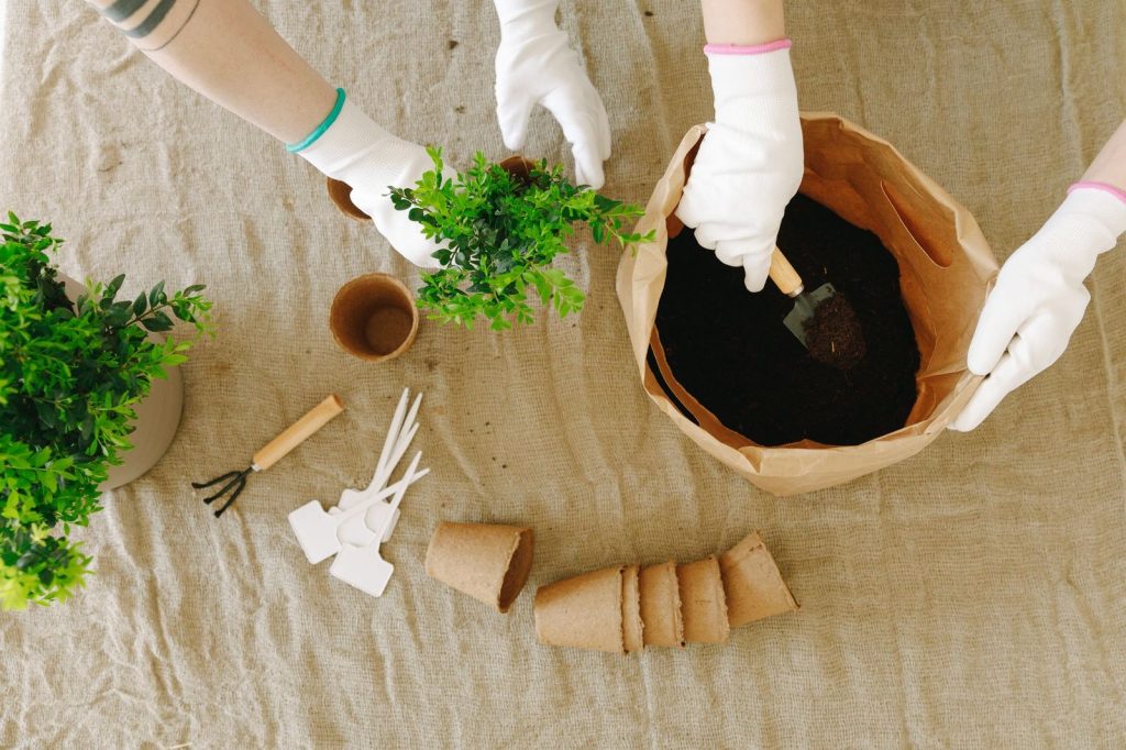 Du paillage disposé autour d'une plante en pot.