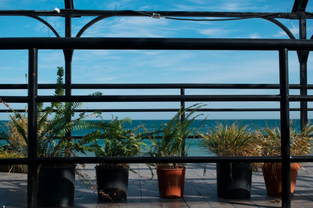 Des pots de thym et de romarin installés en plein soleil.