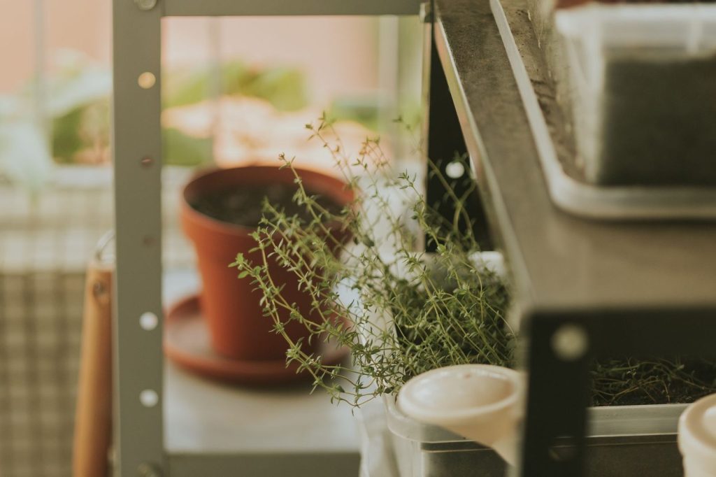 Aromatiques en pots de terre cuite près d'une fenêtre.