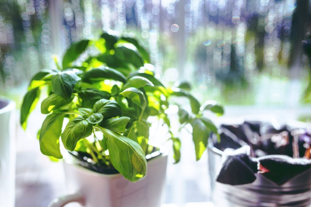Plant de basilic protégé sur un rebord de fenêtre en hiver