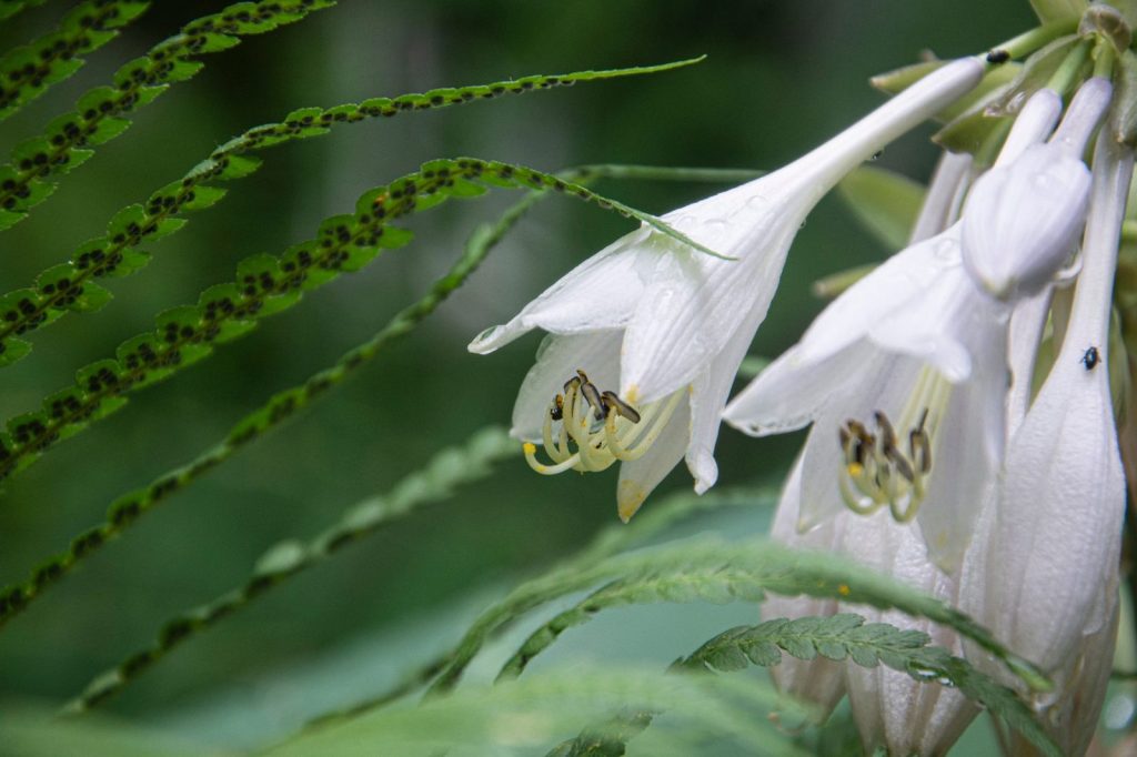 Hosta et fougère associés dans un coin ombragé du balcon.