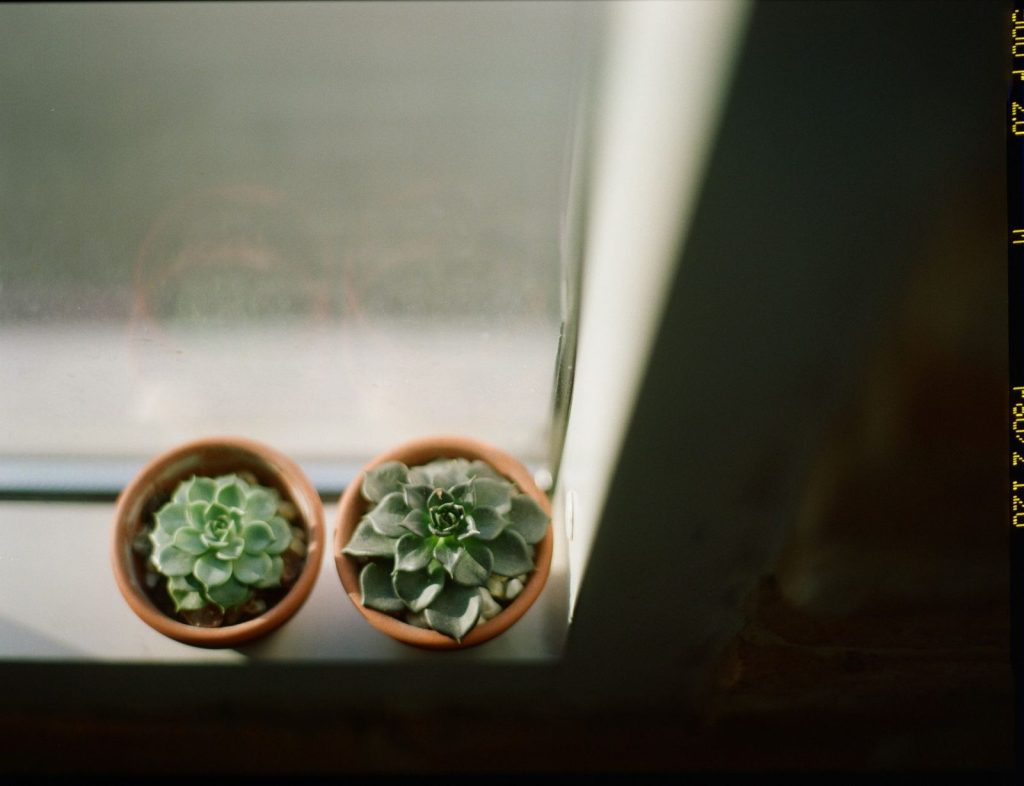 Des succulentes installées près d'une fenêtre lumineuse.