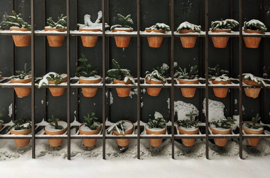Pots de plantes alignés sur un support mural.