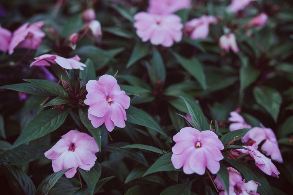 Pots d'impatiens fleuris sur un balcon à l'ombre