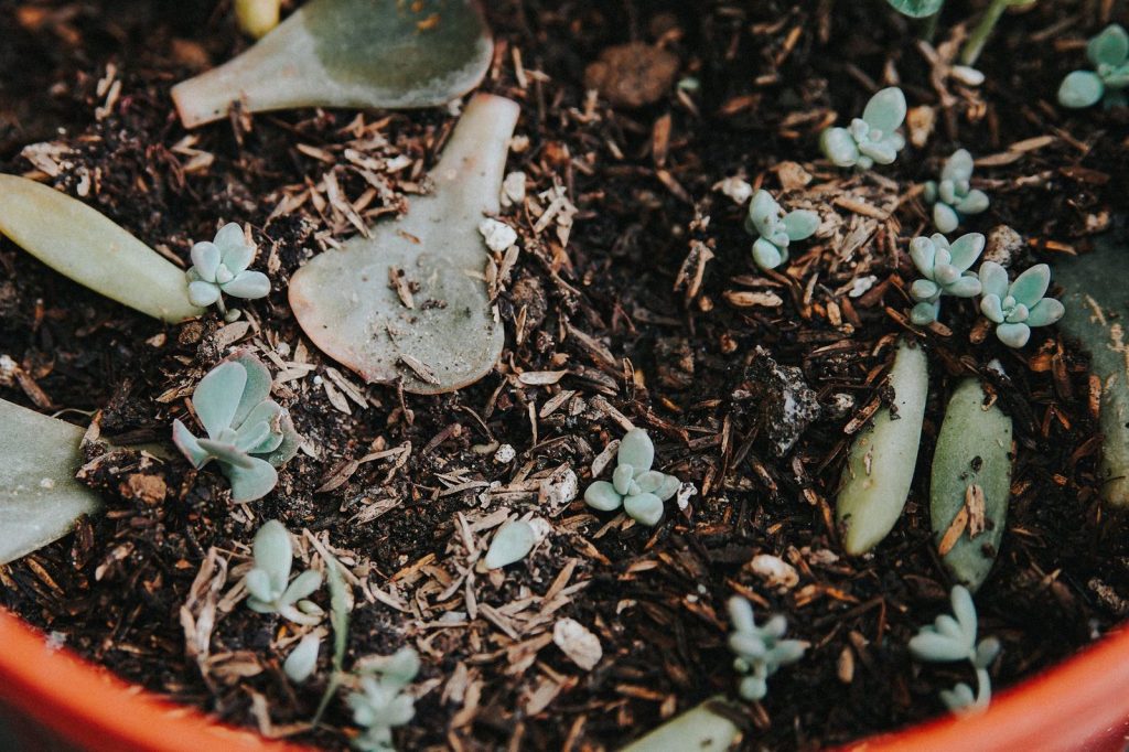 Un pot en terre cuite avec un terreau adapté.