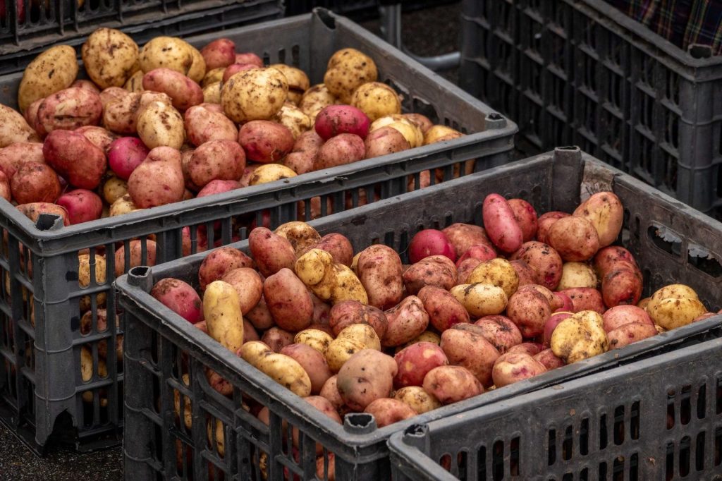 Des pommes de terre de semence en cagettes.