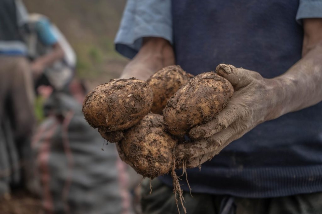 Des pommes de terre fraîchement récoltées.