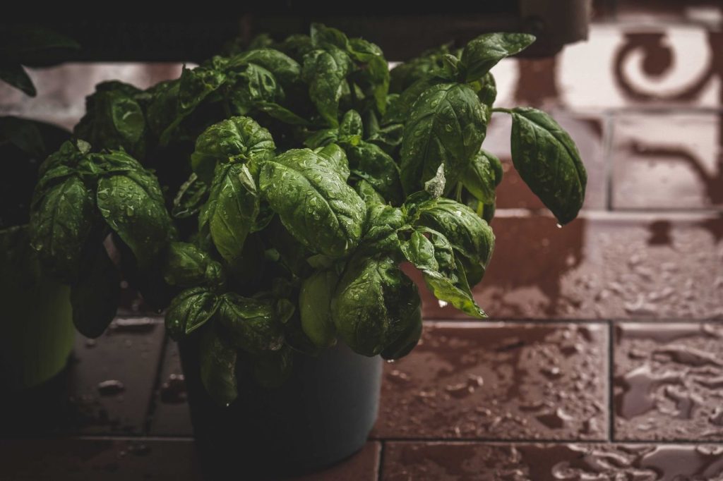 Pot de basilic installé près d'une fenêtre de cuisine
