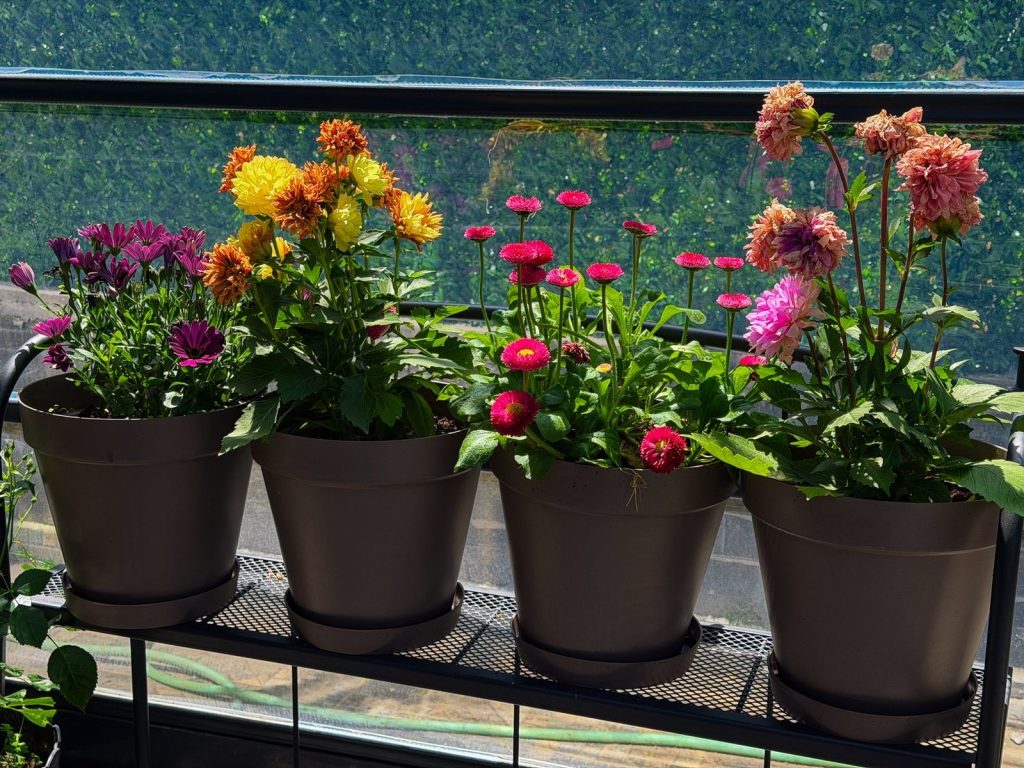 Jardinières fleuries alignées sur un garde-corps.