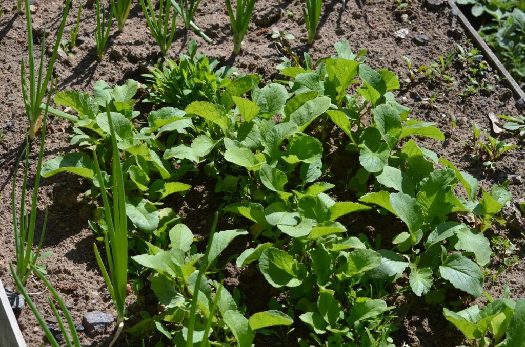 Un bac potager profond installé sur un balcon stable.