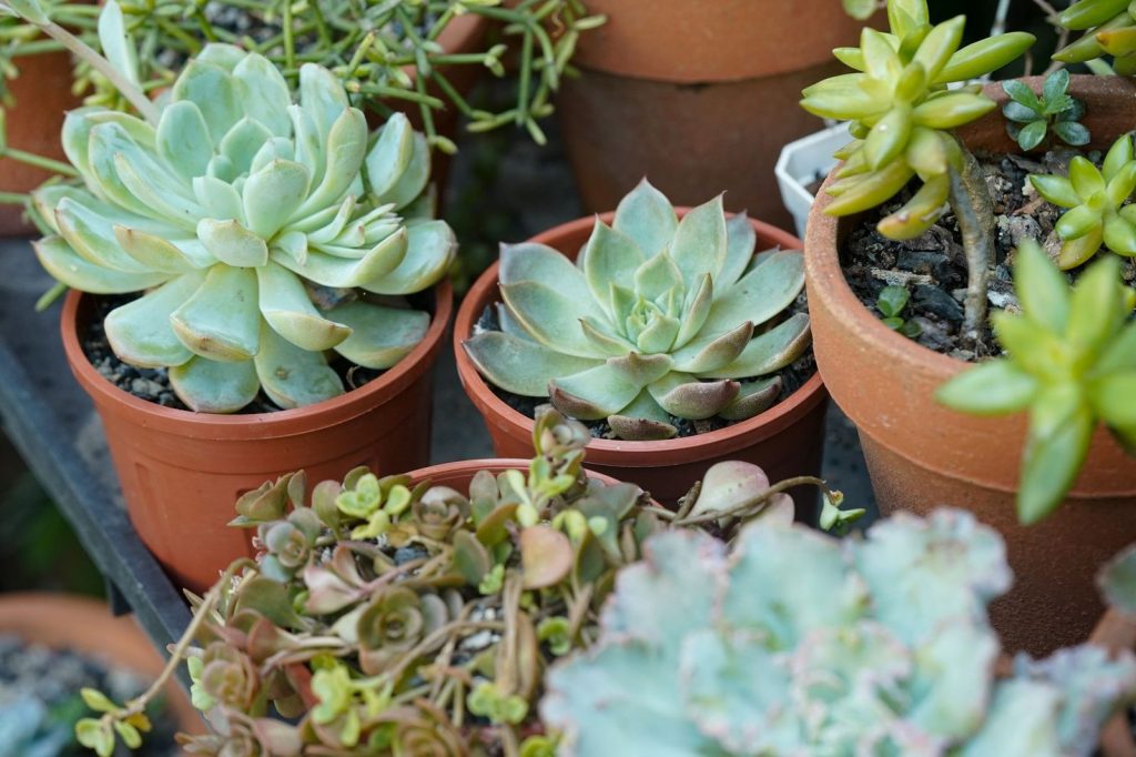 Sedum et succulentes demandent un substrat très drainant et peu d'arrosage.