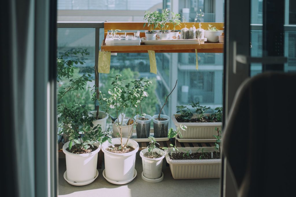 Herbes aromatiques en pot sur un balcon