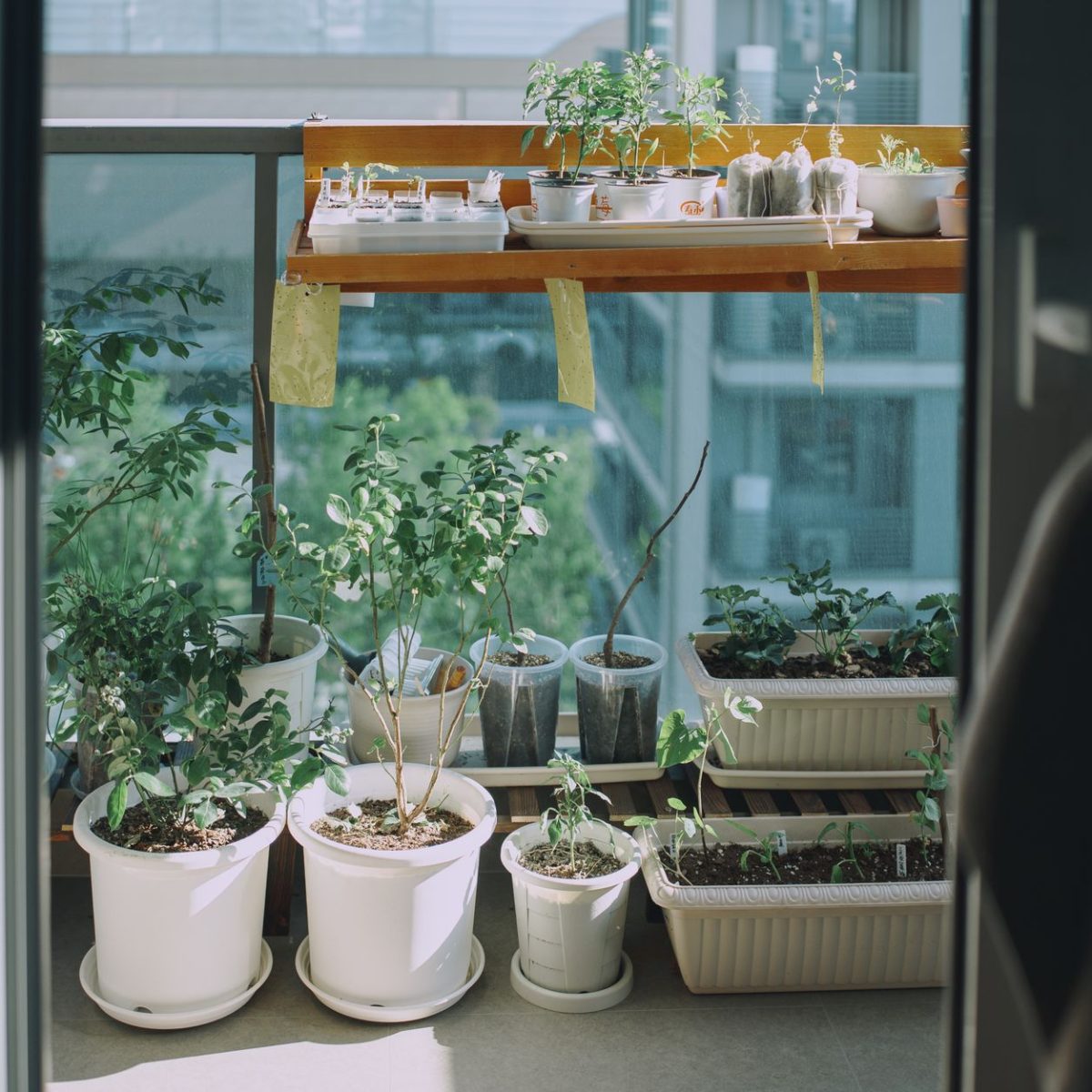 Herbes aromatiques en pot sur un balcon