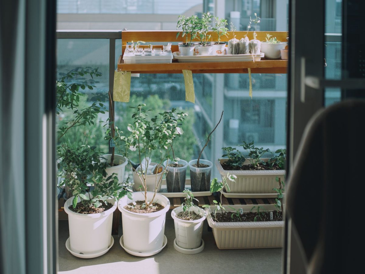 Herbes aromatiques en pot sur un balcon