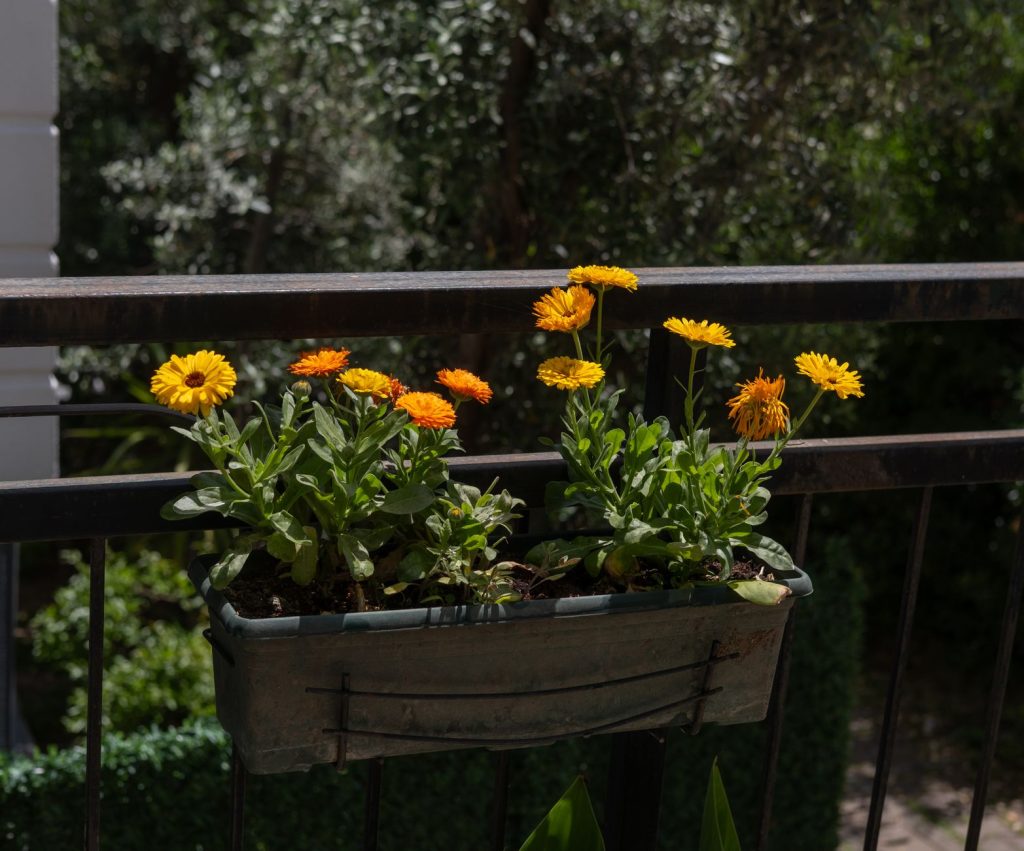Balcon ensoleille avec plantes