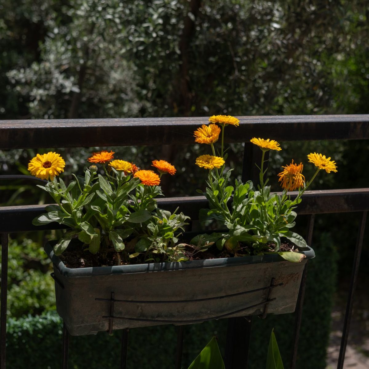 Balcon ensoleille avec plantes
