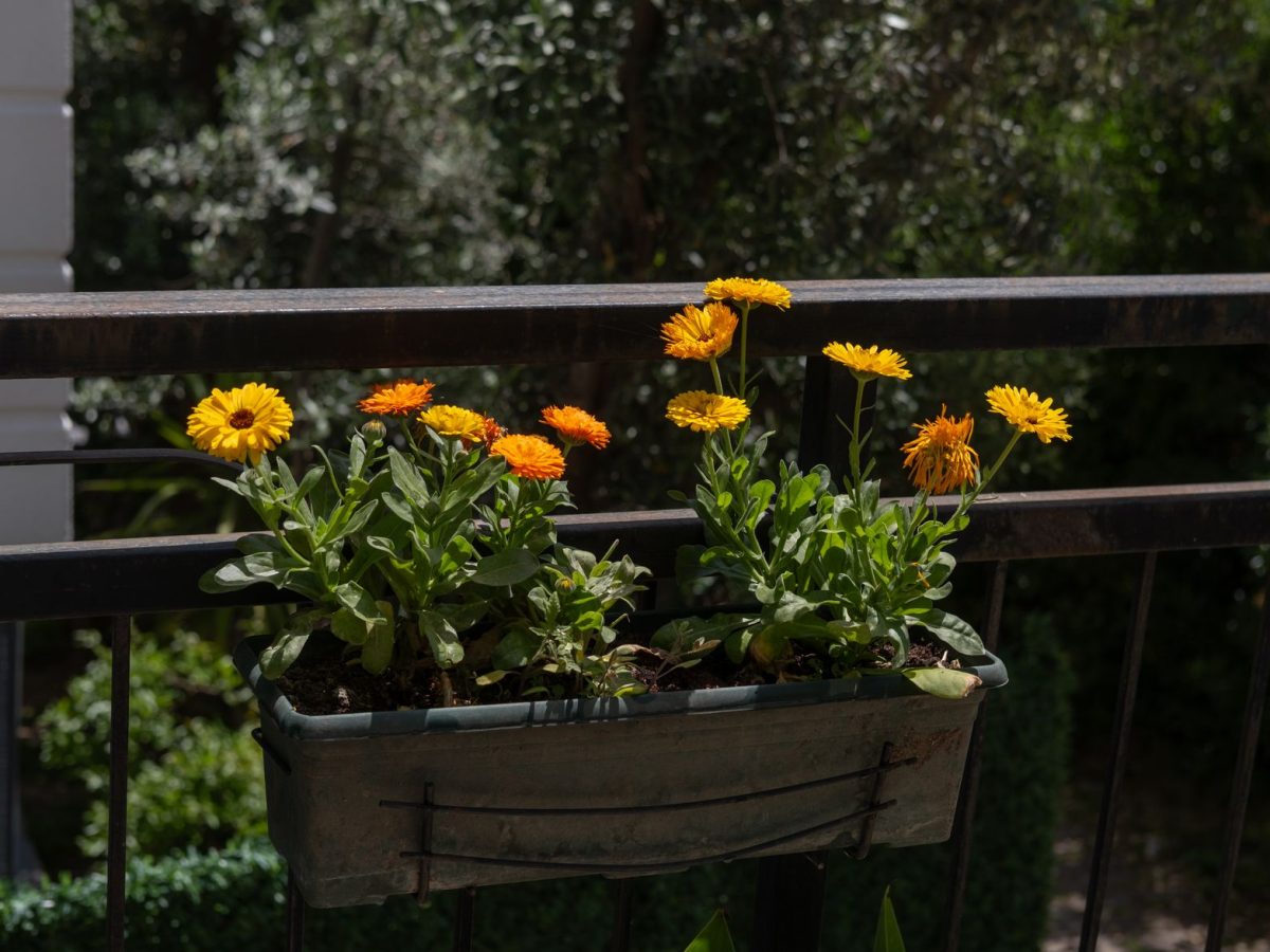 Balcon ensoleille avec plantes
