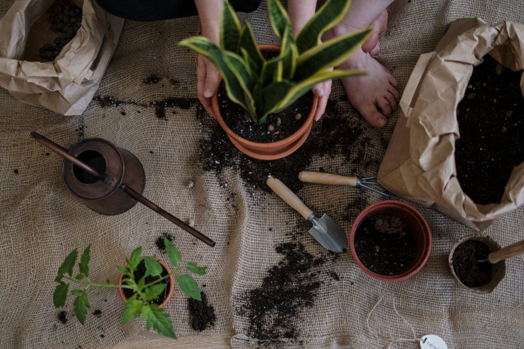 Plantes faciles pour debutant sur un balcon
