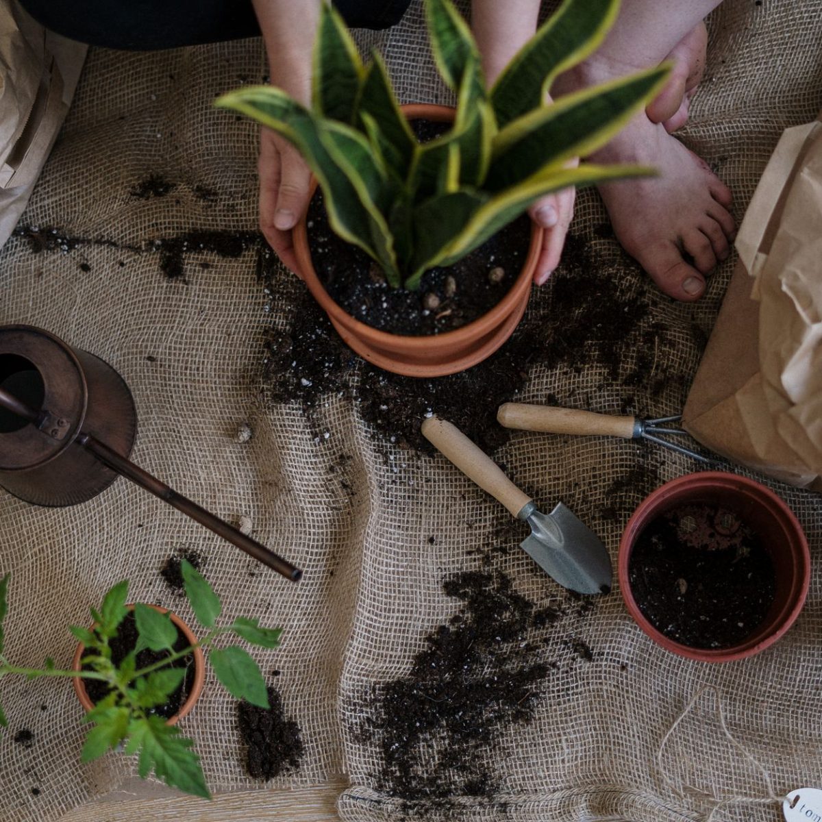 Plantes faciles pour debutant sur un balcon
