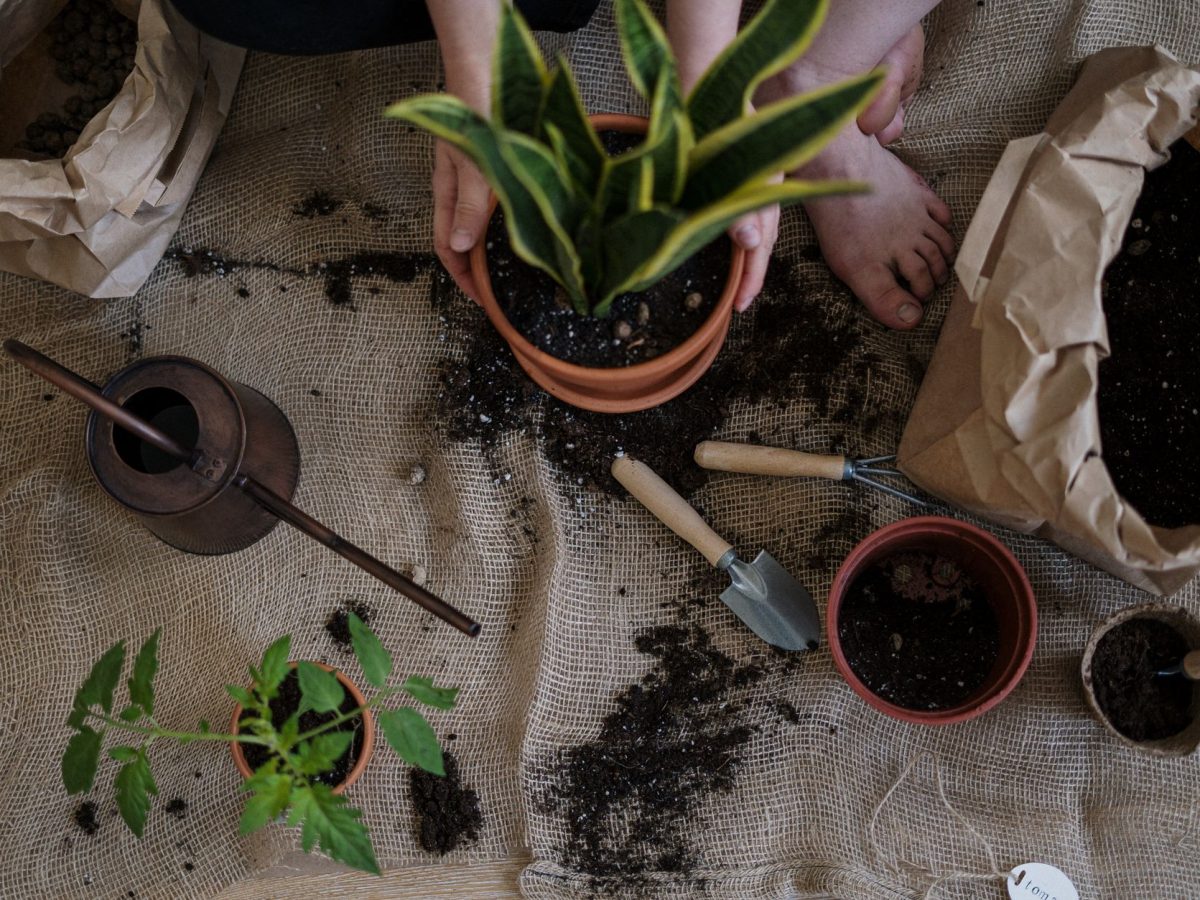 Plantes faciles pour debutant sur un balcon