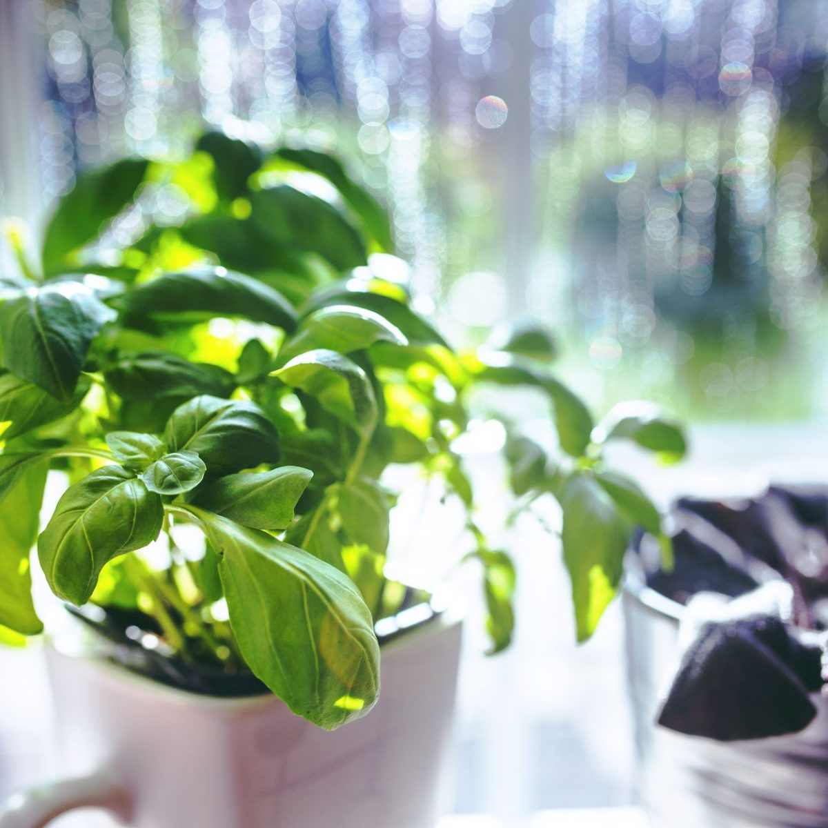 Plantes aromatiques en interieur