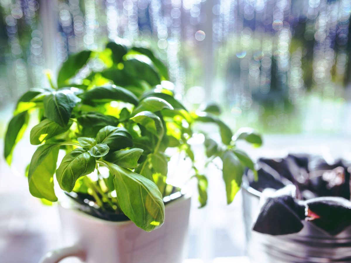 Plantes aromatiques en interieur