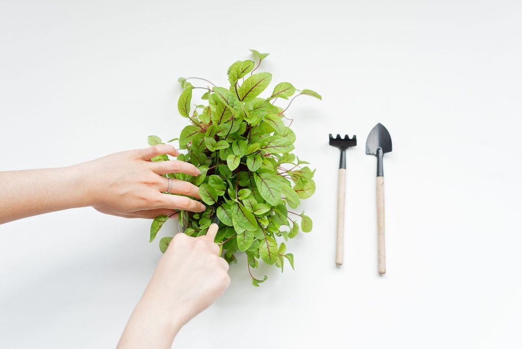 Mini potager sur un balcon