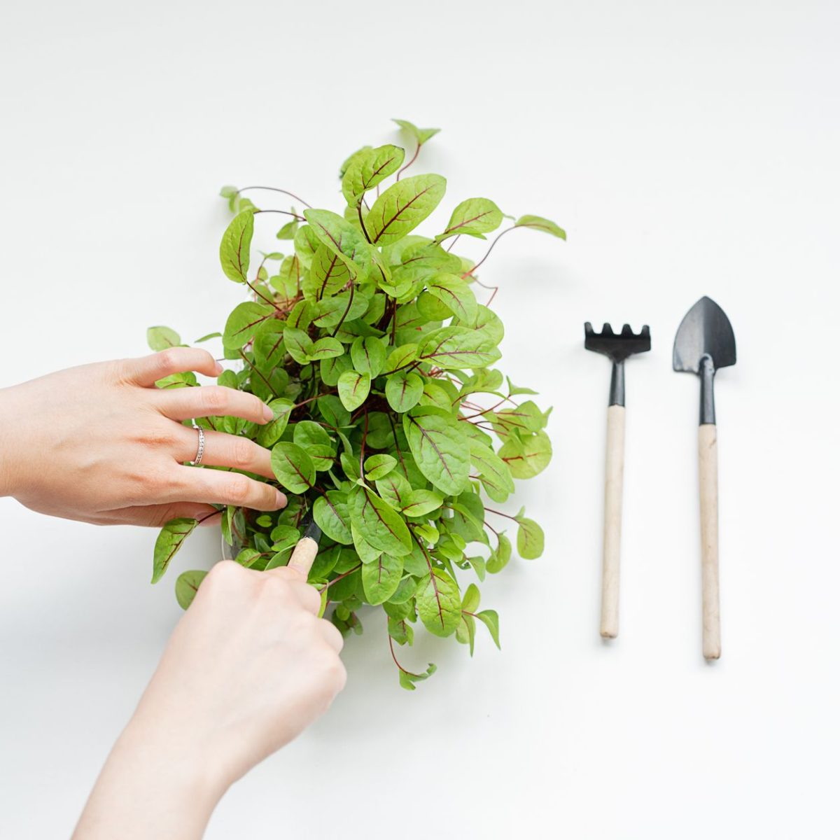 Mini potager sur un balcon