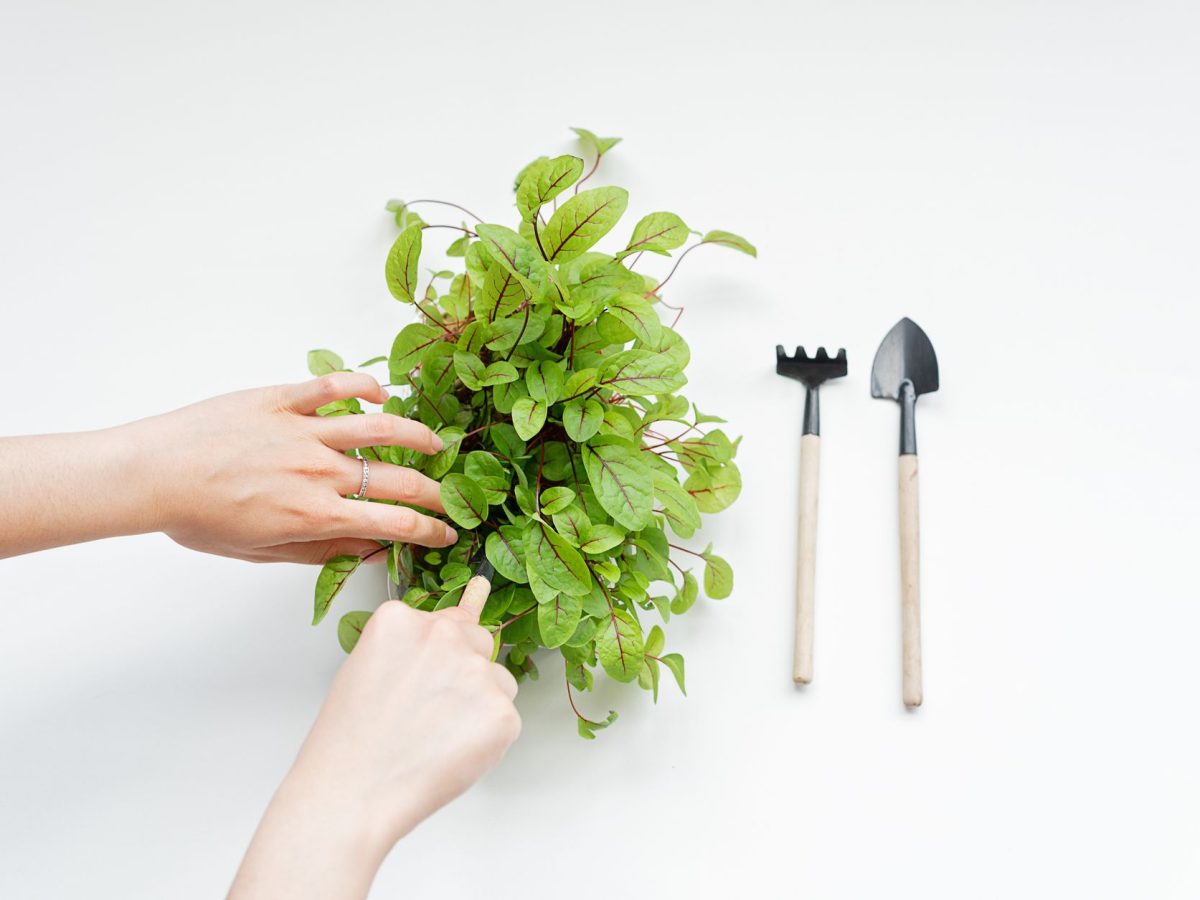 Mini potager sur un balcon