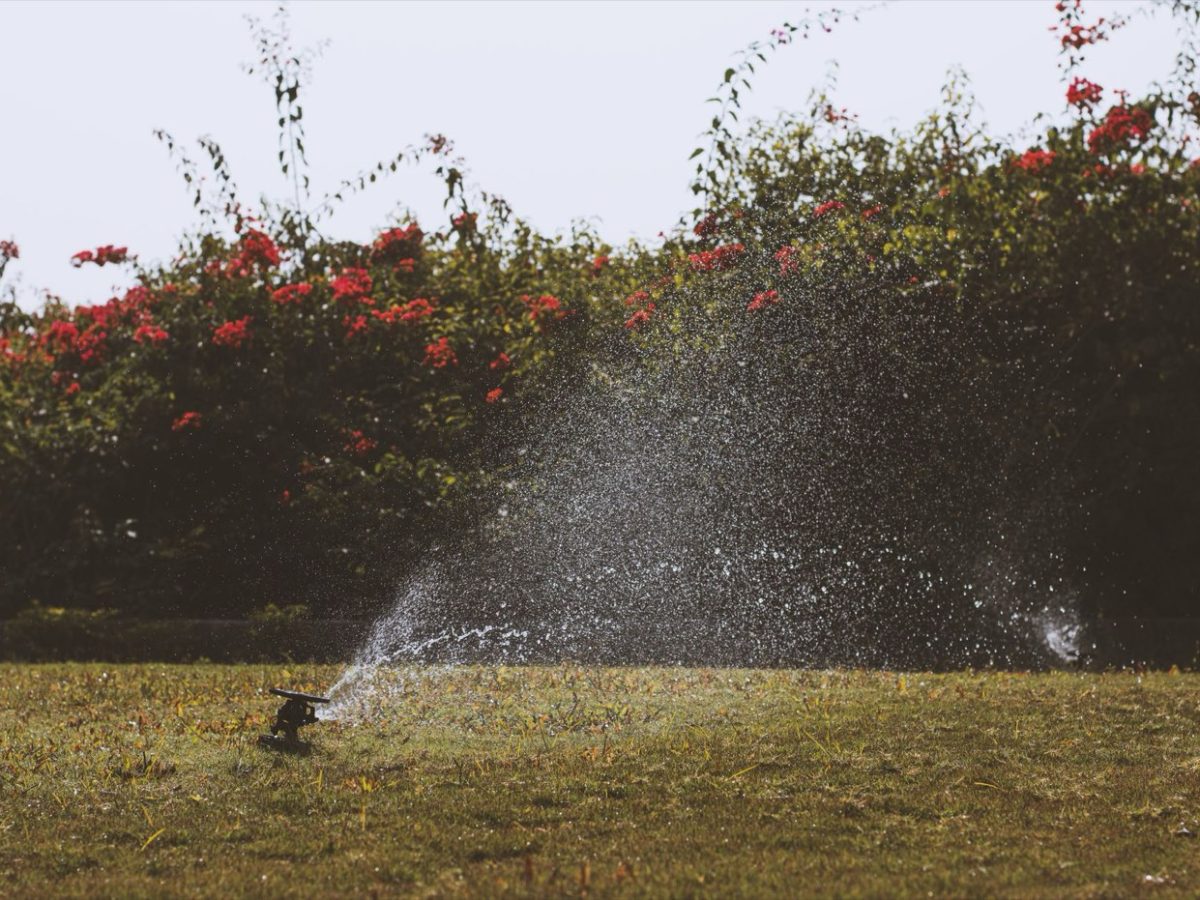 Arrosage d'un jardin par asperseur, usage visé en premier par les restrictions d'eau