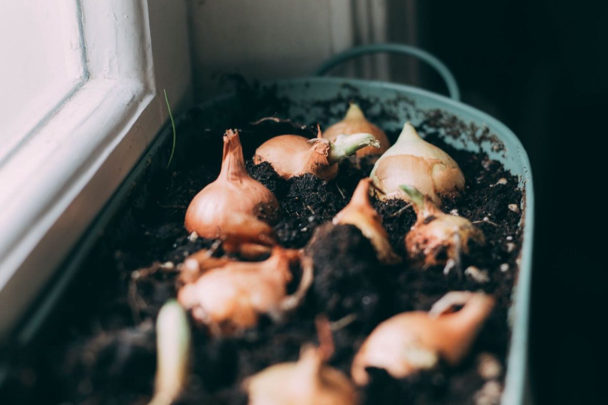 Rotation des cultures pour potager de balcon