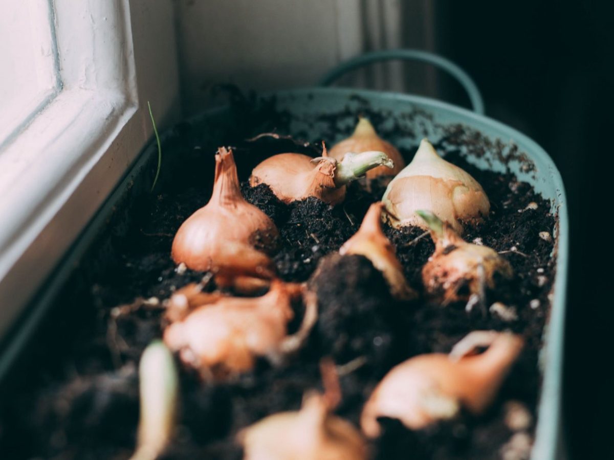 Rotation des cultures pour potager de balcon
