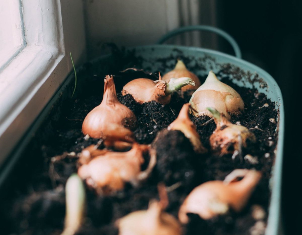 Rotation des cultures pour potager de balcon