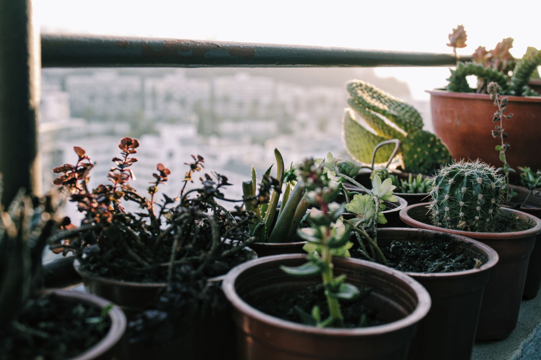 Bokashi ou vermicomposteur : quel composteur pour balcon