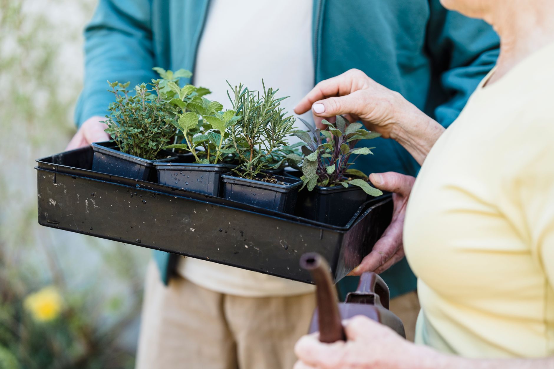 Quelles plantes aromatiques cultiver sur un balcon
