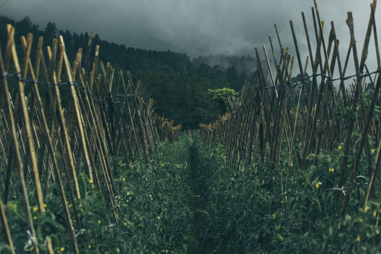 bornes de délimitation plantées dans un champ